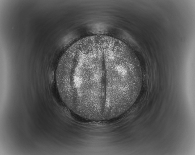 X0000083600652200703091742