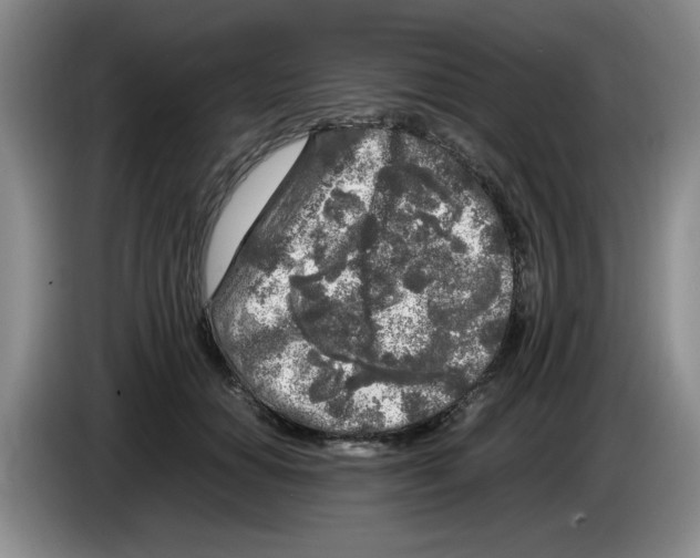 X0000083600654200703091742