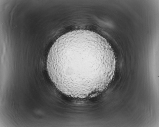 X0000083600661200703091742