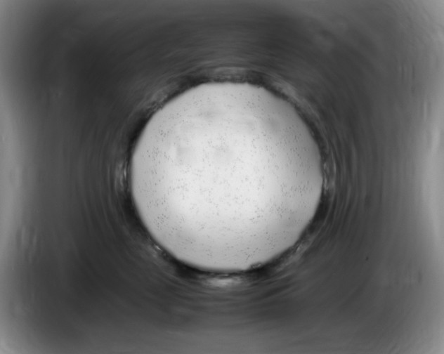 X0000083600669200703091742