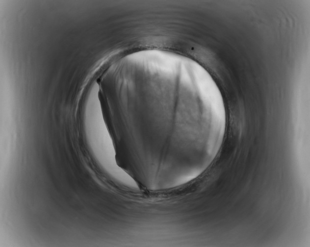 X0000083600674200703091742