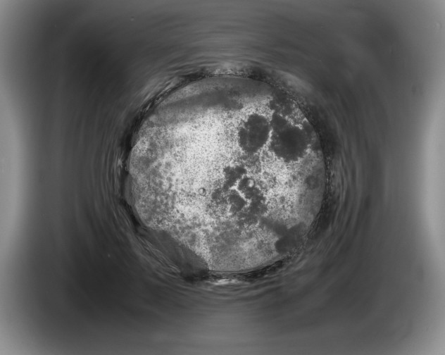 X0000083600695200703091741