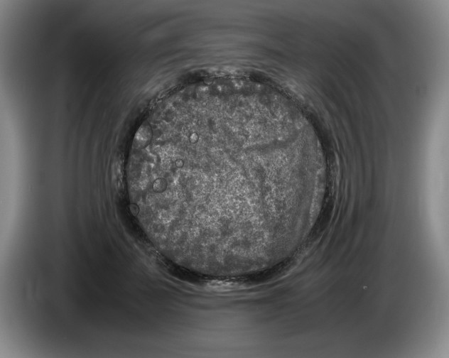 X0000083600699200703091741