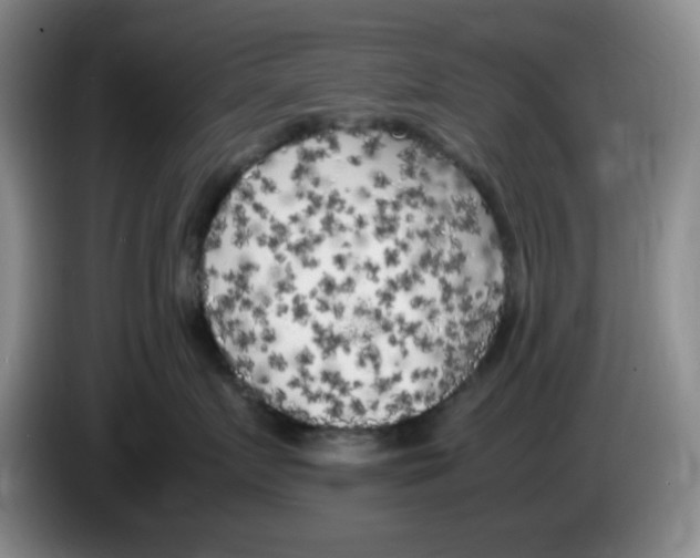 X0000083600719200703091741