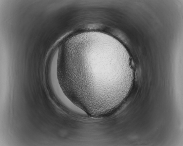 X0000083600722200703091740