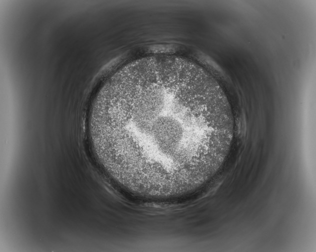 X0000083600733200703091741