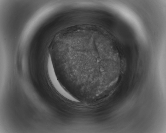 X0000083600765200703091741