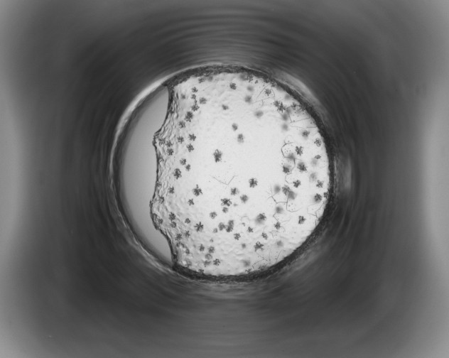 X0000083600780200703091740
