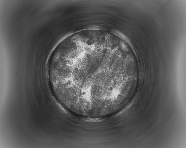 X0000083600835200703091739