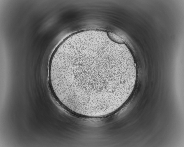 X0000083600844200703091739