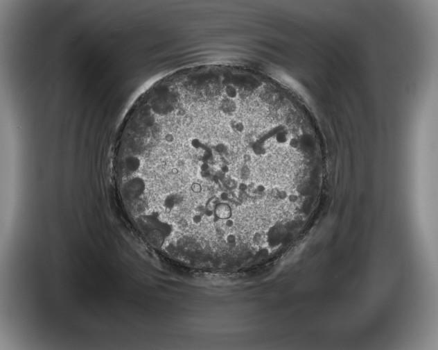 X0000083600875200703091739