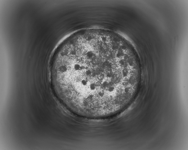 X0000083600925200703091738