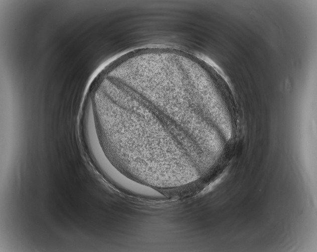 X0000083600928200703091738