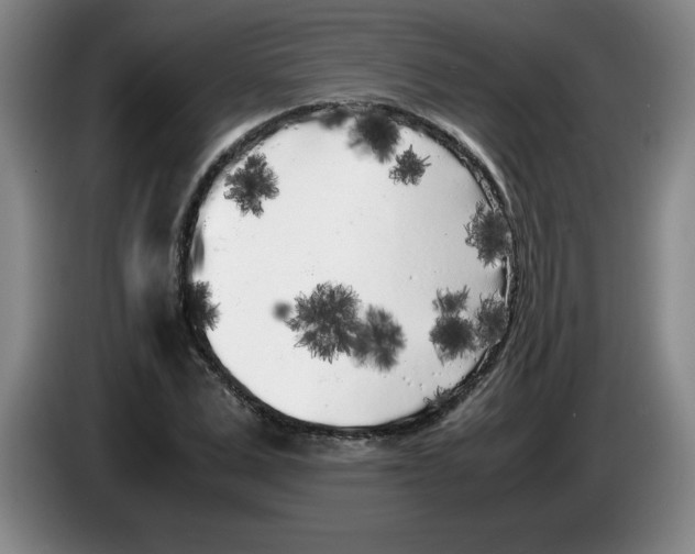 X0000083600975200703091737