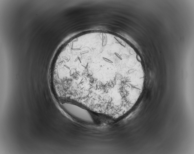 X0000083601037200703091737