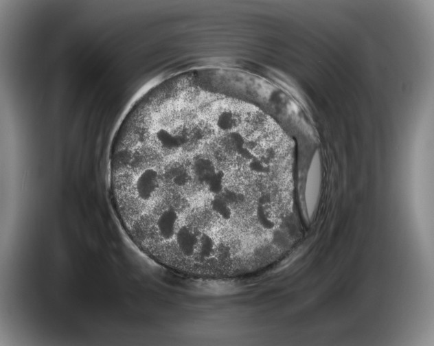 X0000083601095200703091736