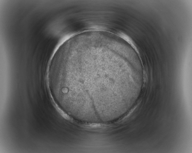 X0000083601098200703091736