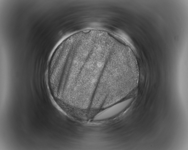 X0000083601100200703091736