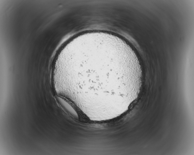 X0000083601224200703091734