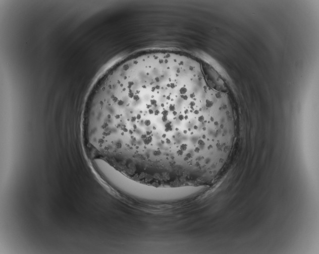 X0000083601237200703091734