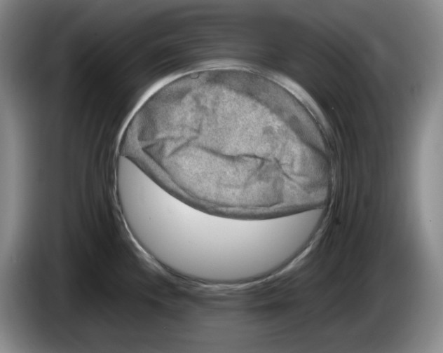 X0000083601244200703091734