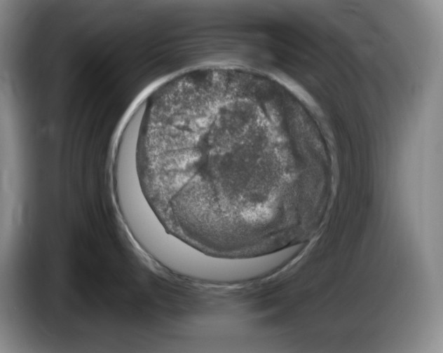 X0000083601248200703091734