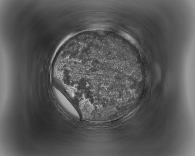 X0000083601275200703091733