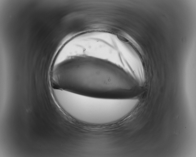 X0000083601291200703091733