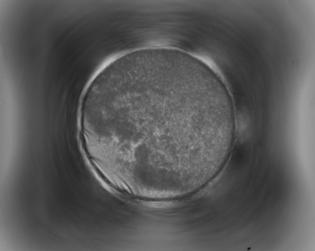 X0000083601294200703091733