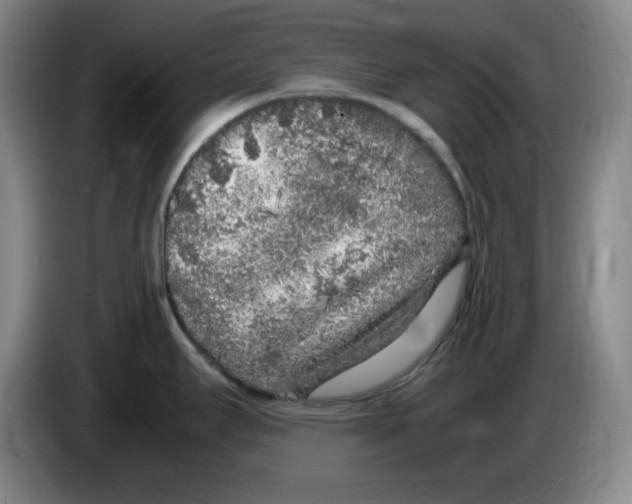 X0000083601295200703091733