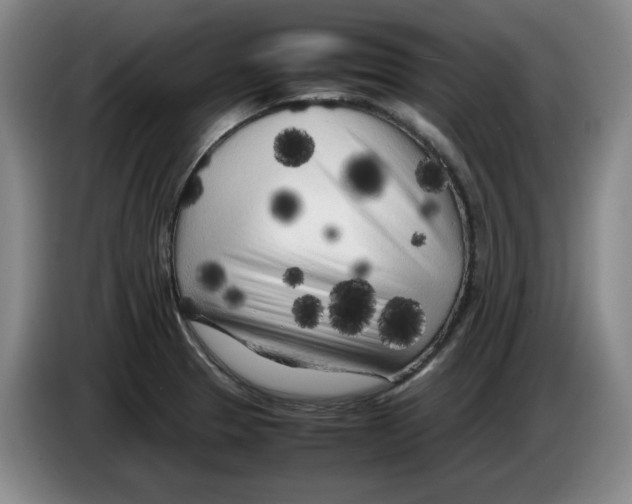X0000083601329200703091733