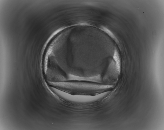 X0000083601331200703091733