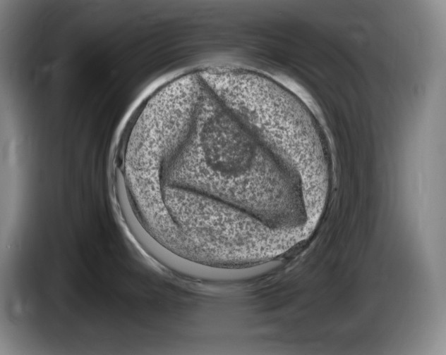 X0000083601392200703091732