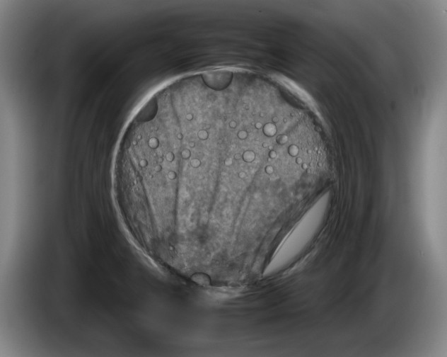 X0000083601423200703091732