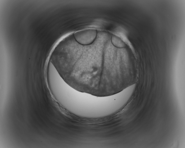 X0000083601435200703091732