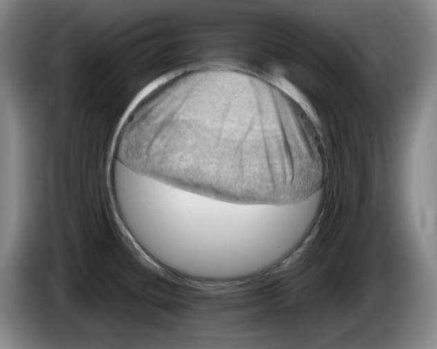 X0000083601436200703091732