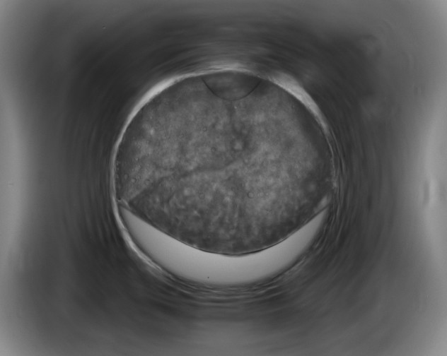 X0000083601439200703091732