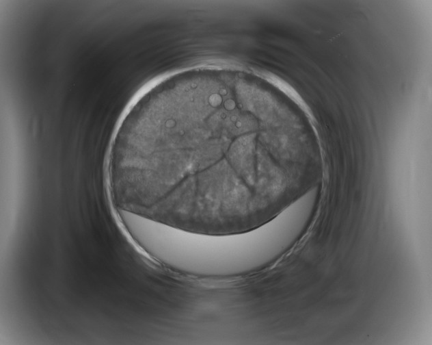 X0000083601440200703091732