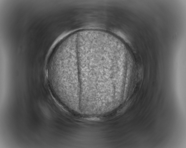 X0000083601462200703091731