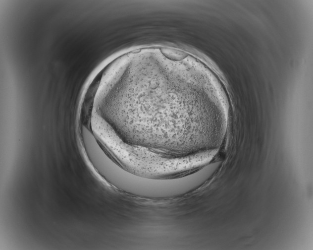 X0000083601536200703091731