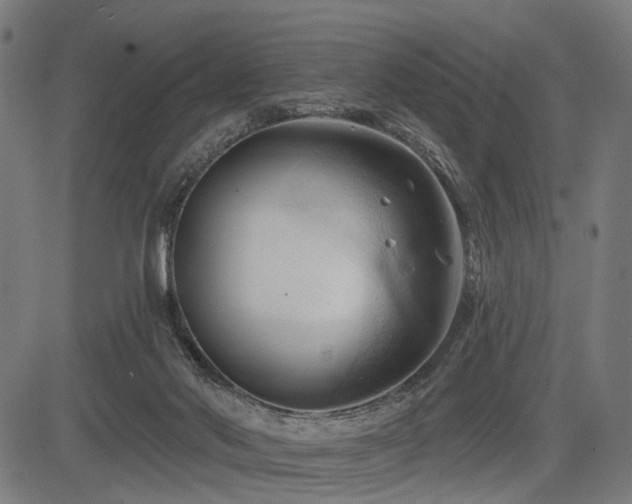 X0000083610022200702121126