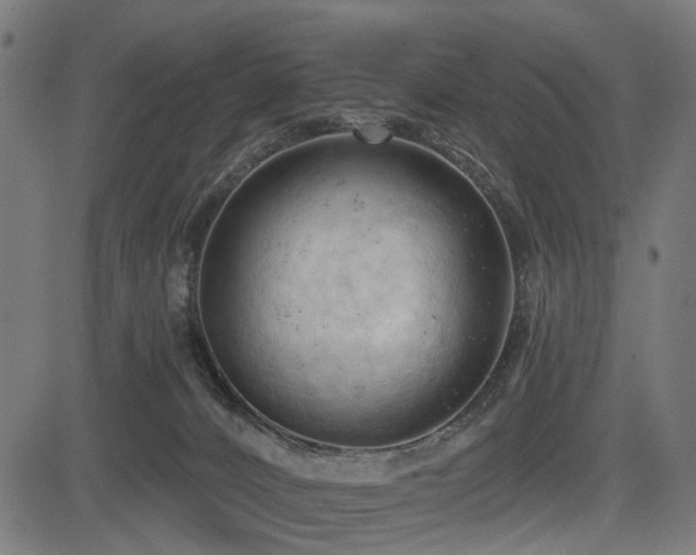 X0000083610032200702121126