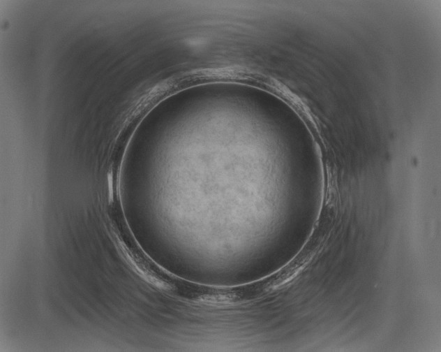 X0000083610061200702121125