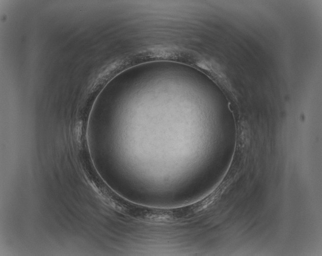 X0000083610066200702121125