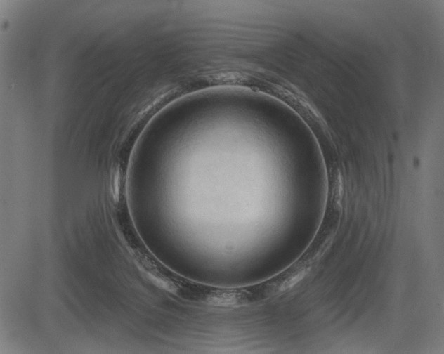 X0000083610076200702121126