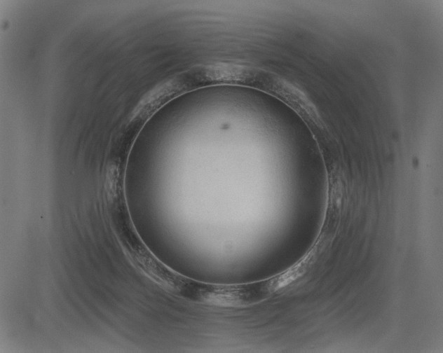 X0000083610171200702121124