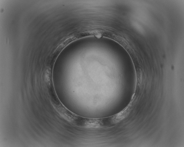 X0000083610175200702121124