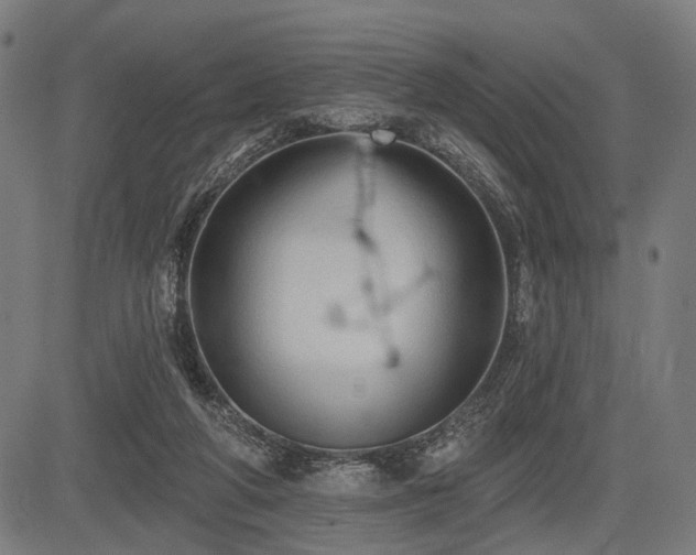 X0000083610210200702121123