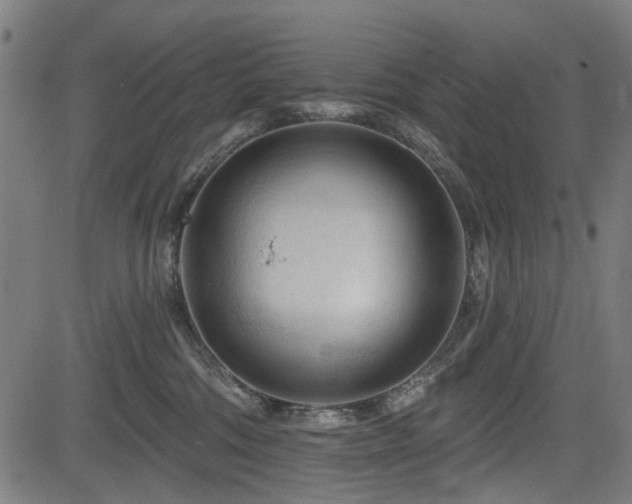 X0000083610330200702121121