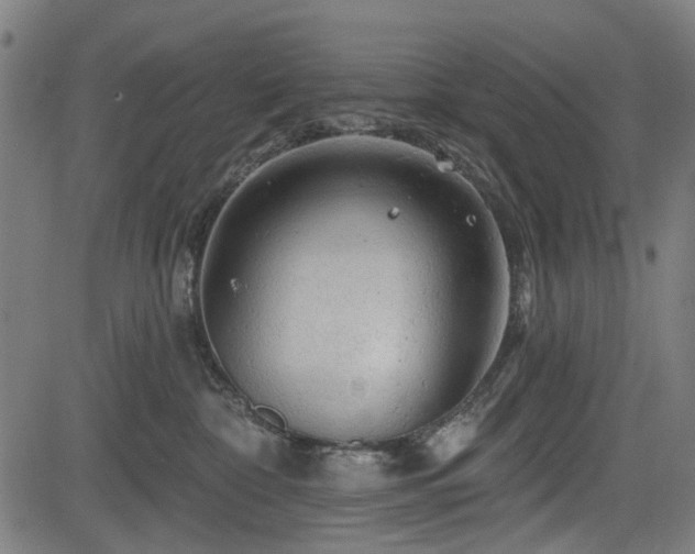 X0000083610332200702121121